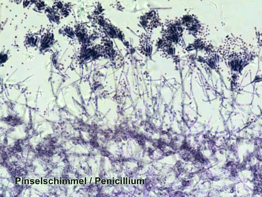 Набір мікропрепаратів Bresser 100 шт (5986003)