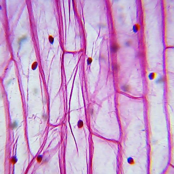 Микроскоп Bresser Biolux Advance 20x-400x USB