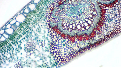 Камера цифрова Bresser для мікроскопів та телескопів Full HD (5913650)