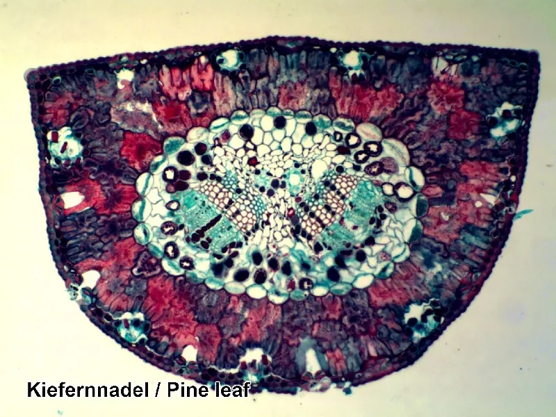 Набір мікропрепаратів Bresser 100 шт (5986003)